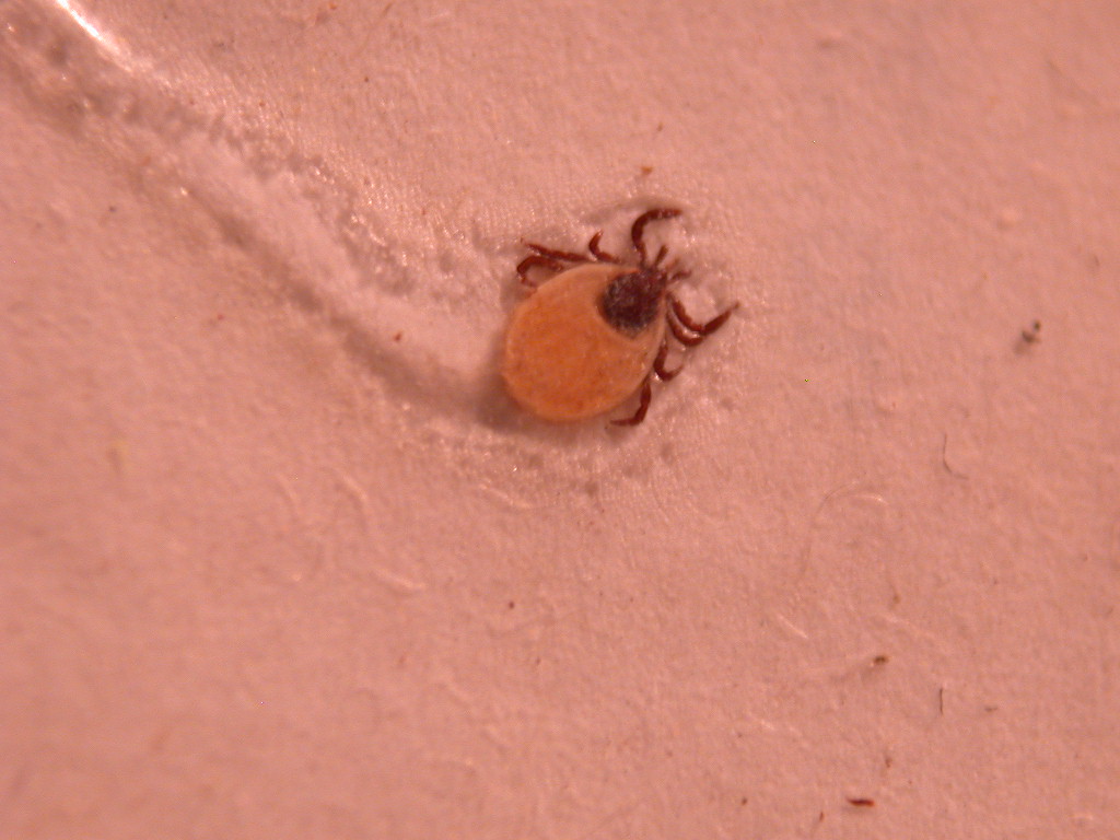 Zecca Ixodes ricinus